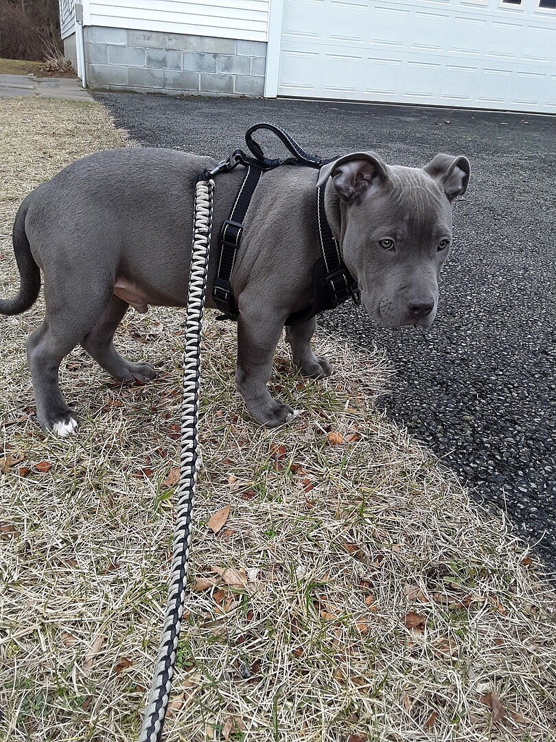 Blue American Bully puppy Grizzly in a harness on a walk