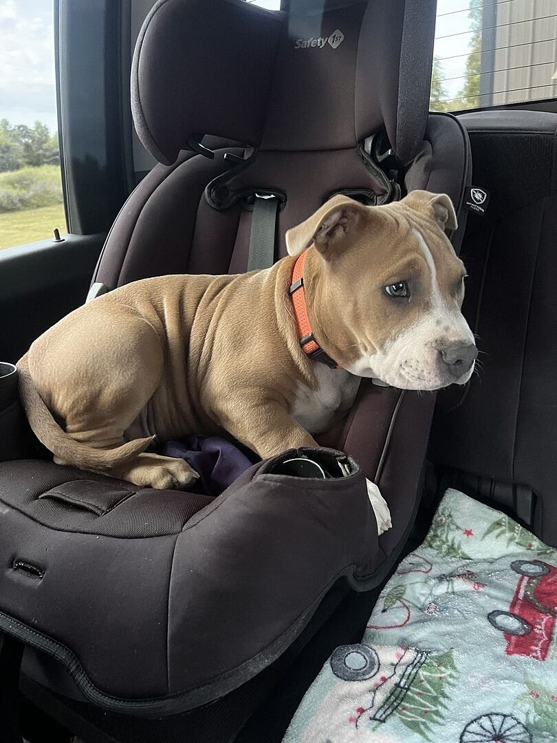Fawn and white pit bull puppy sitting in a car seat
