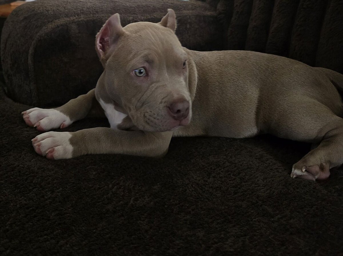 Lilac American Bully puppy lying on a couch