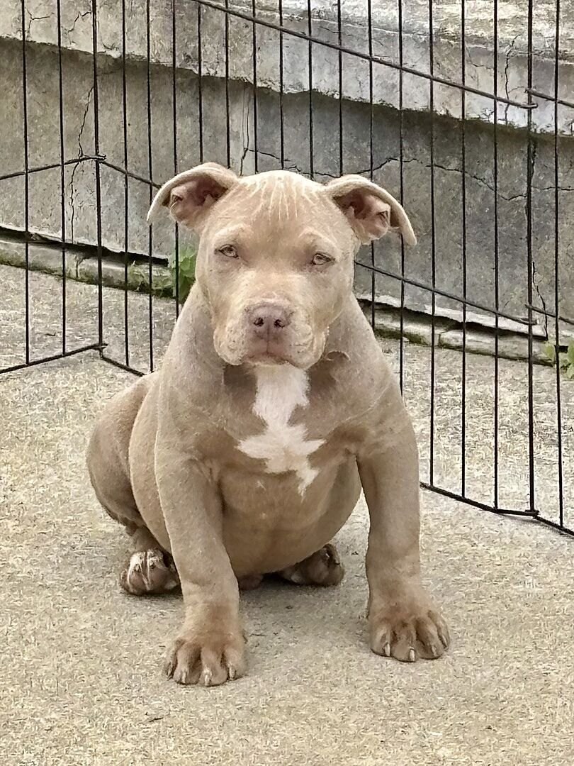 Lilac American Bully puppy sitting on a driveway