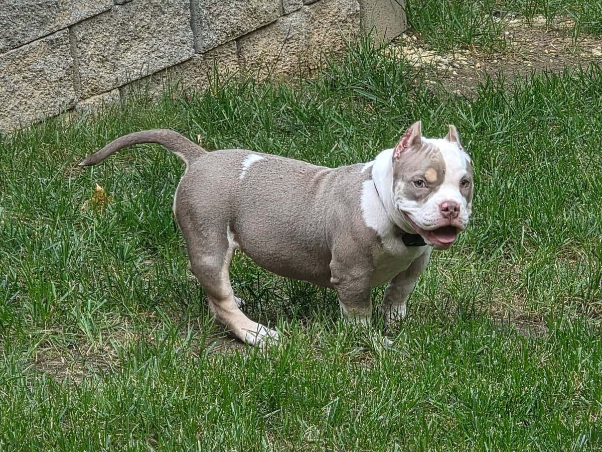 Lilac and white American Bully puppy standing in the grass