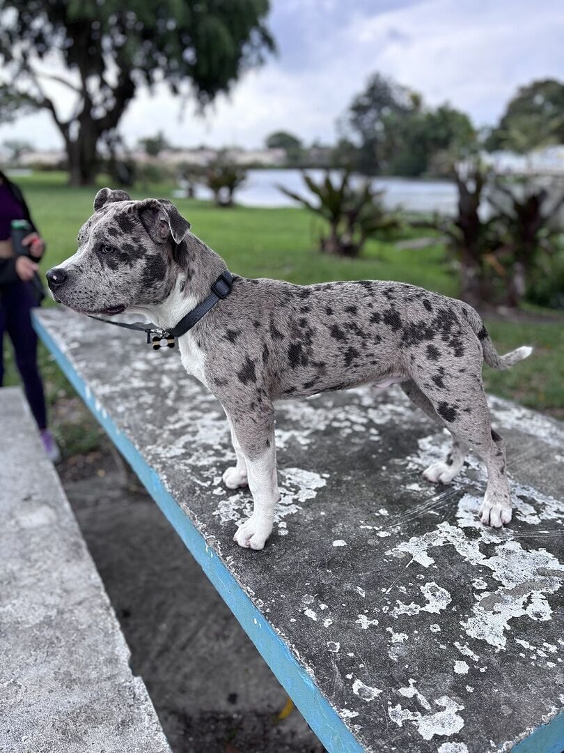 Merle American Bully puppy Ghost standing on a park bench