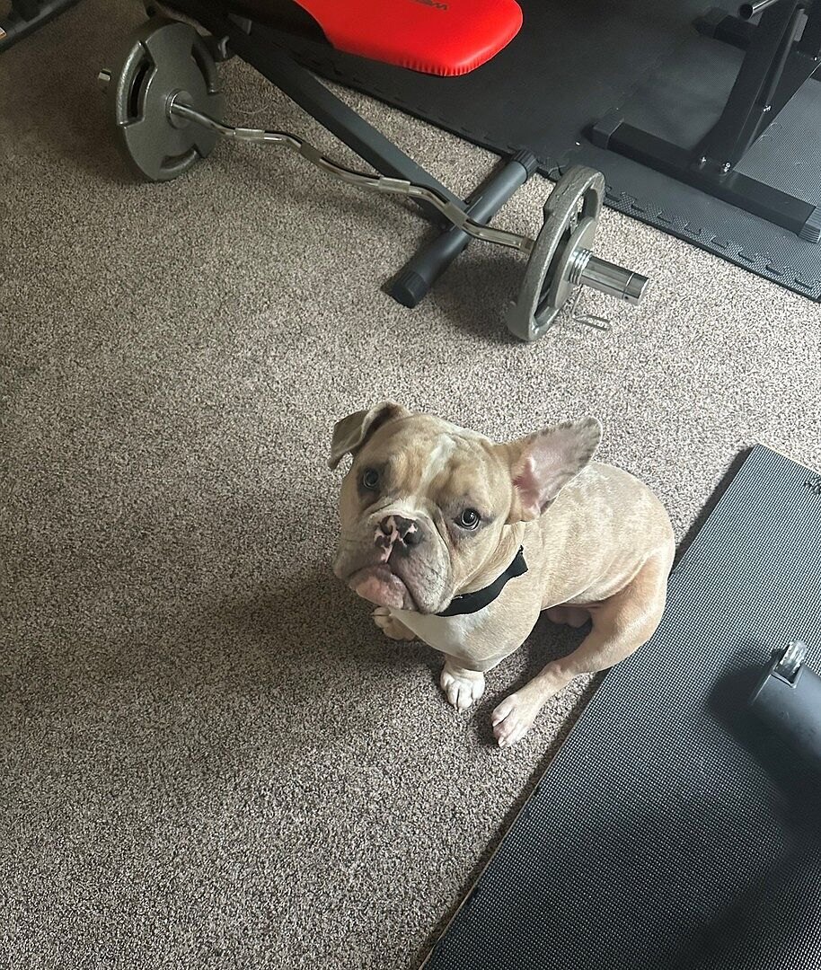 Pocket Bully puppy lying on a rug