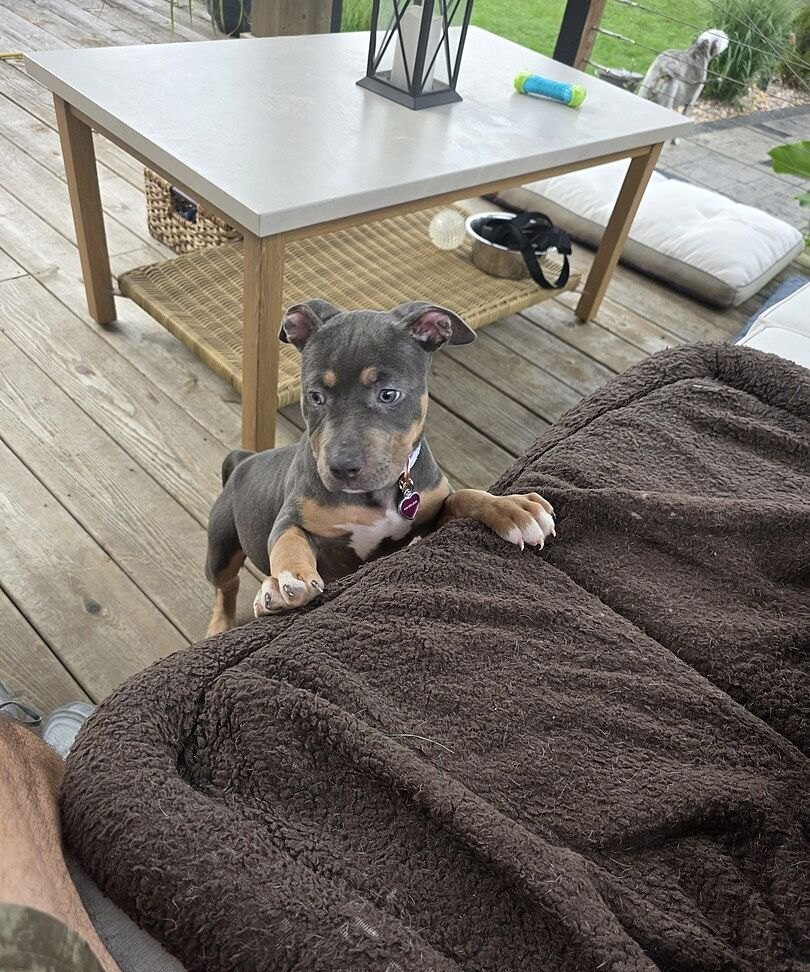 Tri-color American Bully puppy Fiona lying on a brown blanket