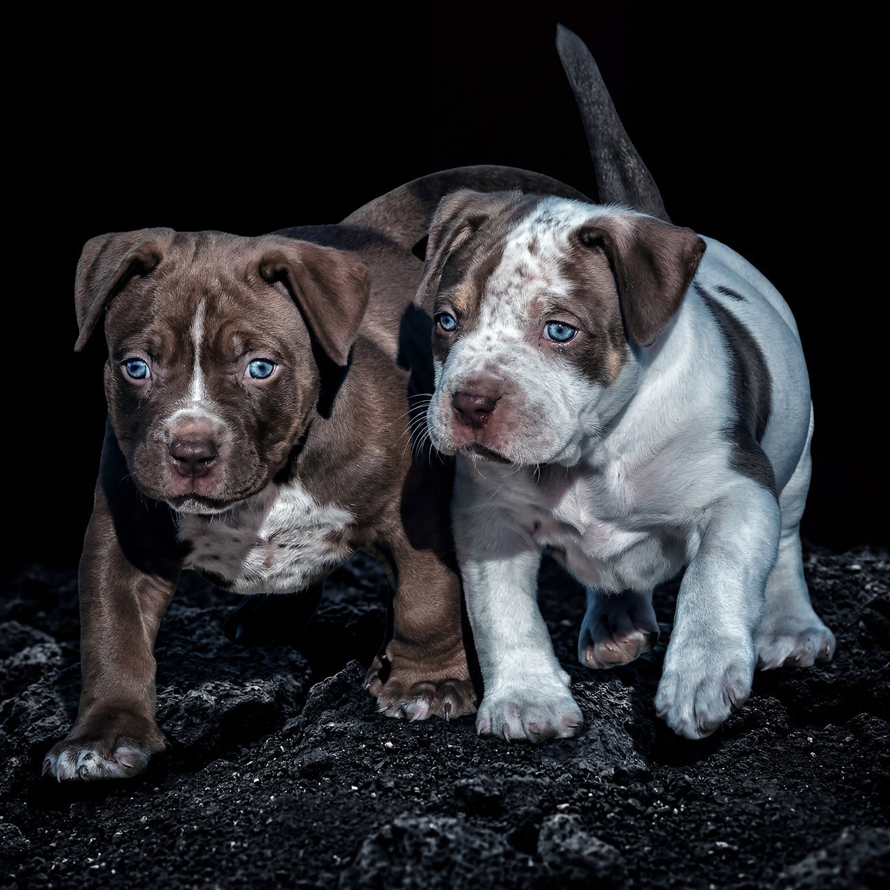 Two American Bully puppies with blue eyes from the Incredibullz, black studio background