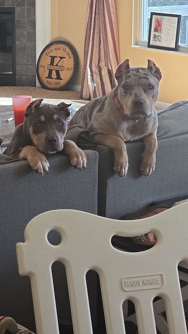 Two XL American Bully puppies resting on a gray couch