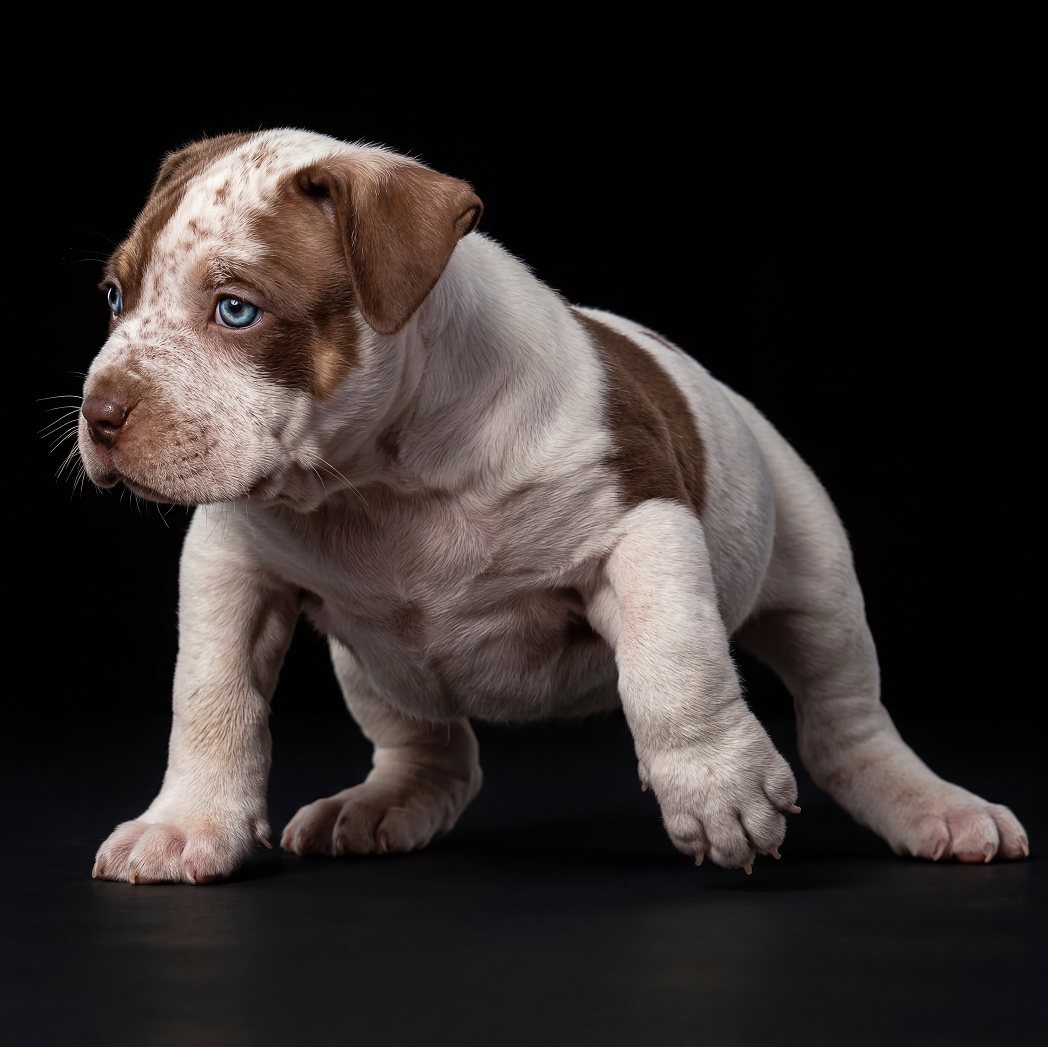 White and chocolate American Bully puppy with blue eyes from the Incredibullz, black studio background