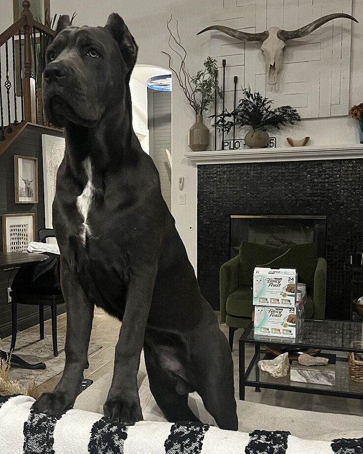 Amanda A.'s black Cane Corso puppy sitting by a fireplace