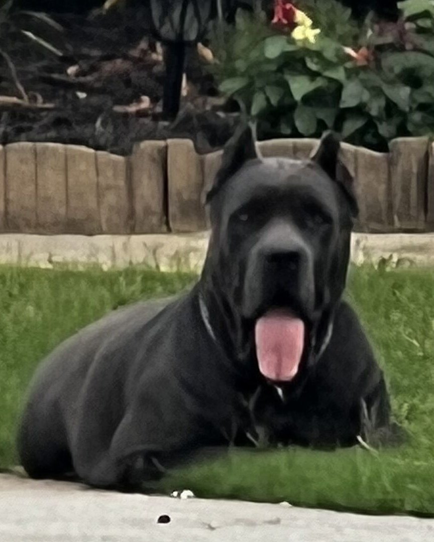 Anthony V.'s black Cane Corso lying on the grass with its tongue out
