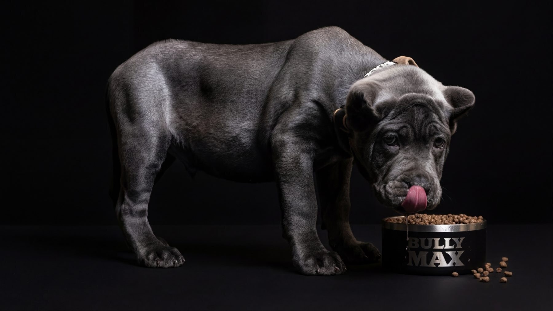 Gray Cane Corso puppy licking its lips over a full Bully Max bowl of kibble