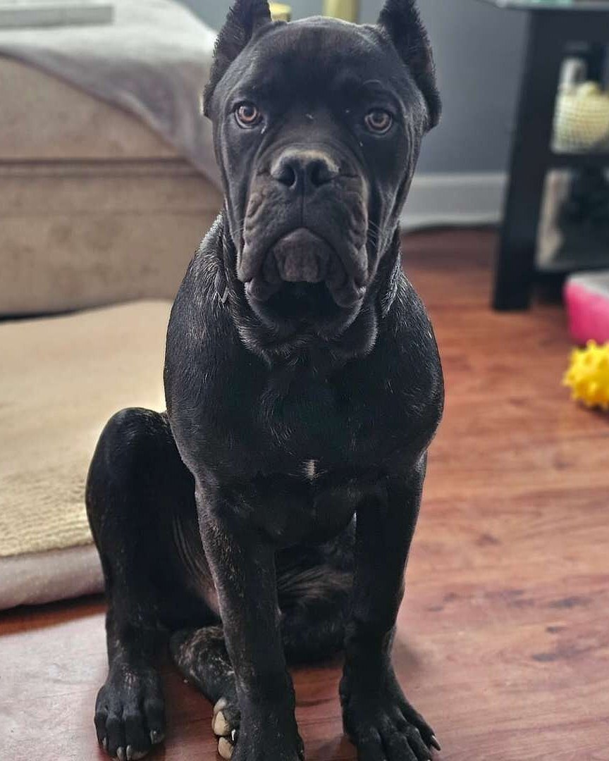 Gregory D.'s black Cane Corso sitting on a wood floor at home