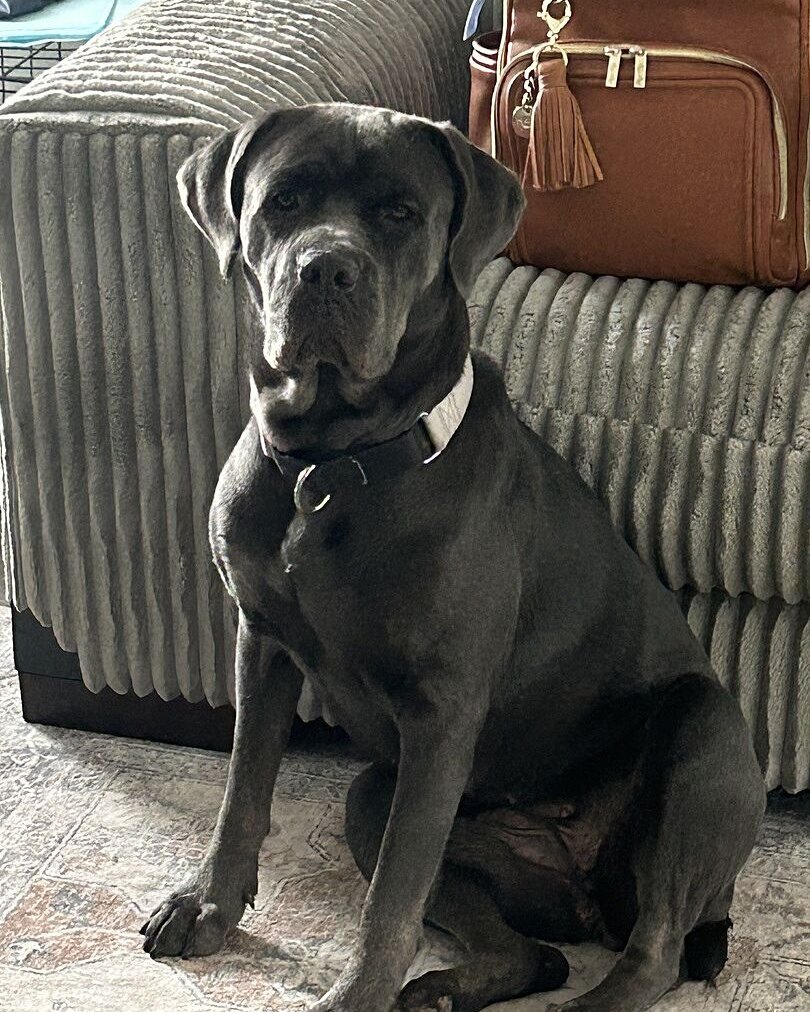 Jenetta J.'s gray Cane Corso sitting on a couch