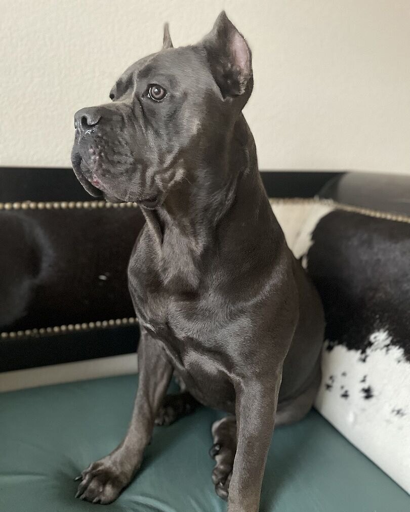 Melissa R.'s gray Cane Corso sitting on a teal cushion at home
