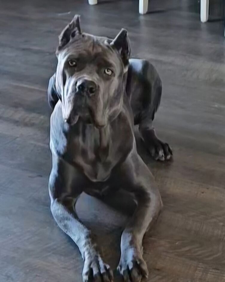 Richard K.'s Cane Corso, Desi, lying on a wood floor