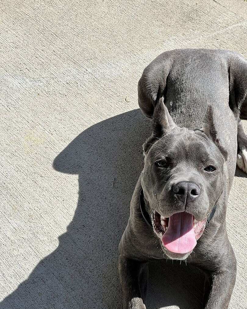 Ryan L.'s gray Cane Corso lying in the sun with its tongue out