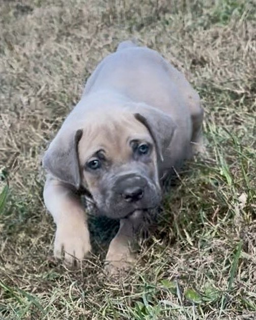 Stephanie B.'s fawn Cane Corso puppy lying in the grass