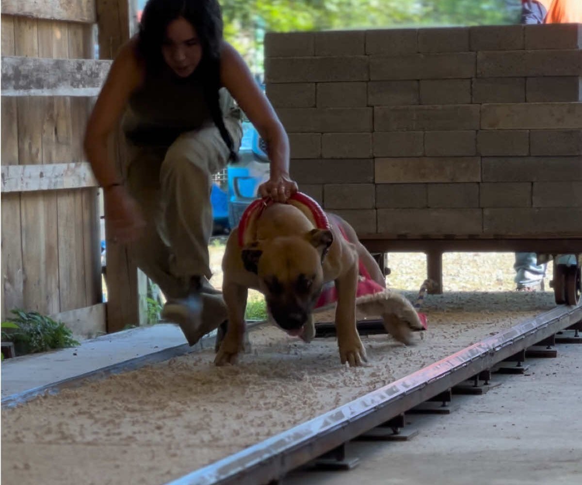 Alucard, a Cold River Boerboel, pulling a loaded cart of concrete blocks on an indoor weight-pull track