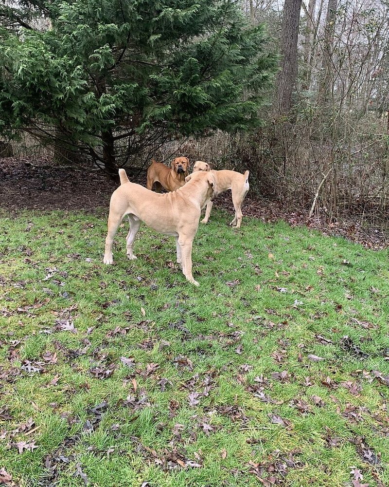 Fred H.'s two Boerboels standing in a grassy yard