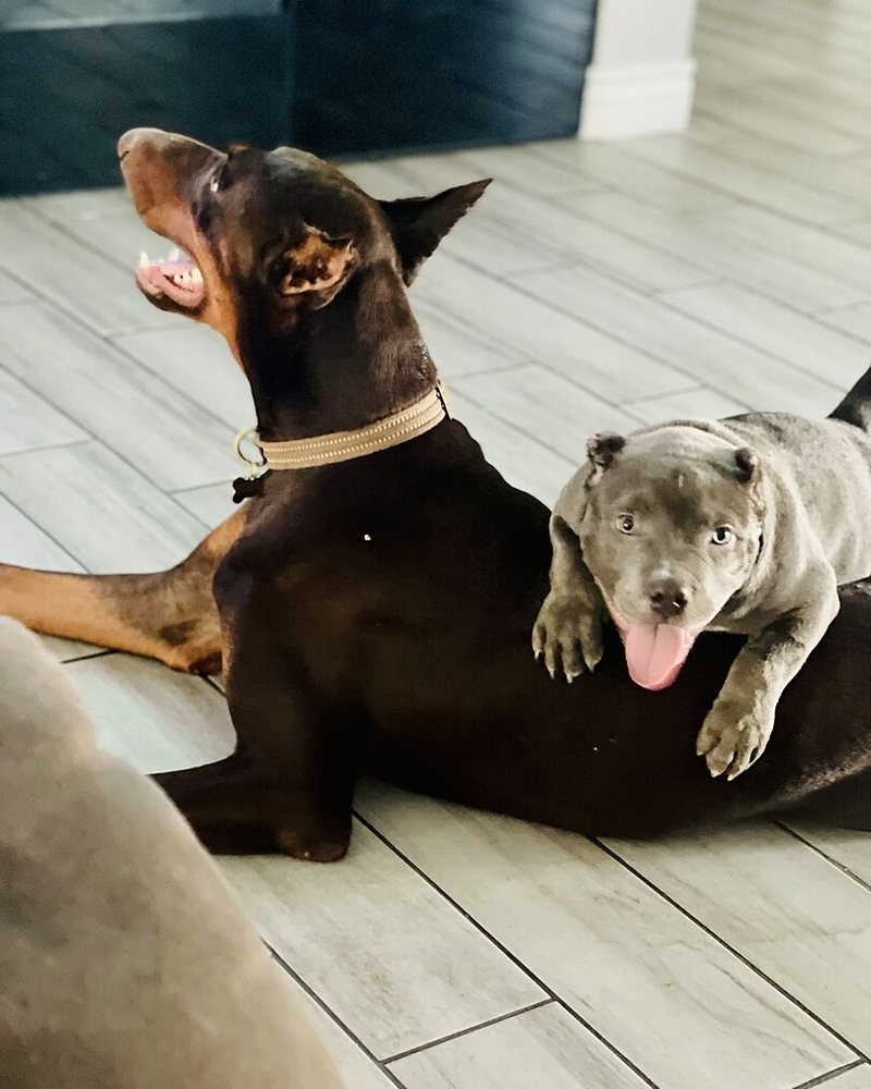 Andrew C.'s red Doberman lying on a tile floor next to a gray American Bully