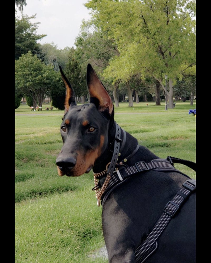 Antoinette L.'s black and tan Doberman in a harness sitting in a park