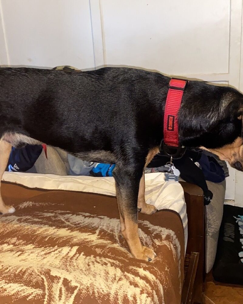 Moises M.'s black and tan Doberman mix in a red harness standing on a bed