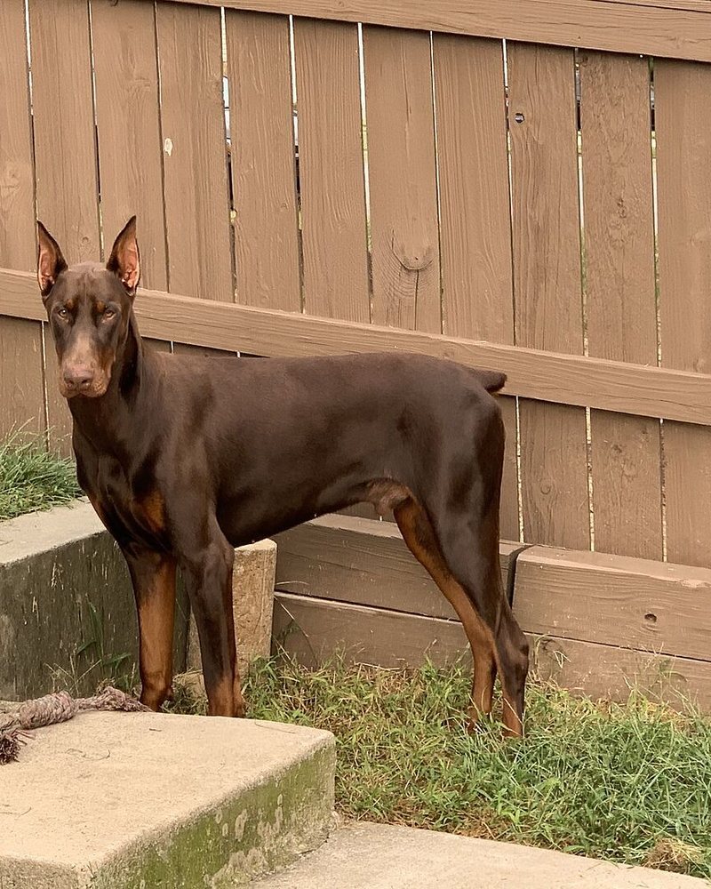 Peter B.'s red Doberman standing on a concrete step by a wooden fence