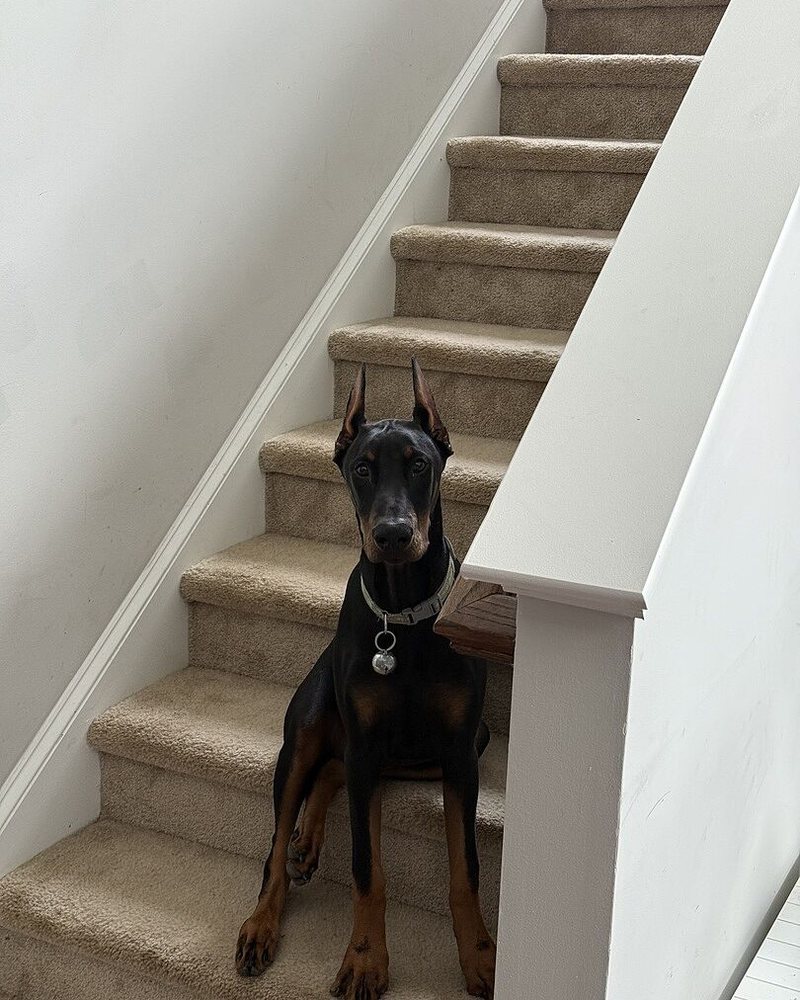 Thaddeus H.'s black and tan Doberman sitting at the bottom of a staircase