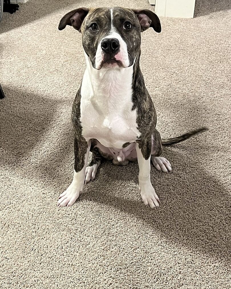Angelo S.'s young brindle and white pit bull sitting on carpet
