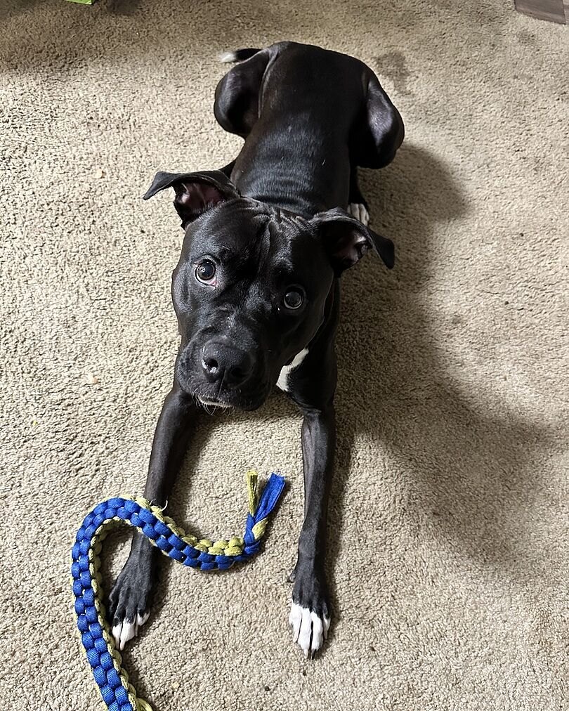 Kevin S.'s black American Staffordshire Terrier lying on carpet with a rope toy
