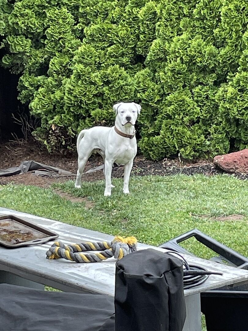 Cesar F.'s 18-month Dogo Argentino standing in the yard