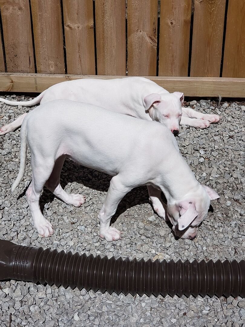 Corwin G.'s two white Dogo Argentino puppies resting on gravel by a fence