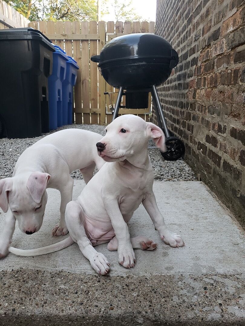 Corwin G.'s white Dogo Argentino puppy sitting on a patio