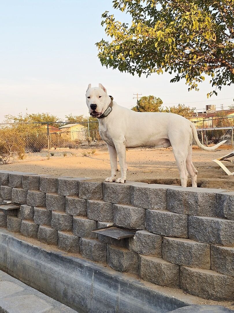 Jason D.'s white Dogo Argentino standing on a stone wall at dusk
