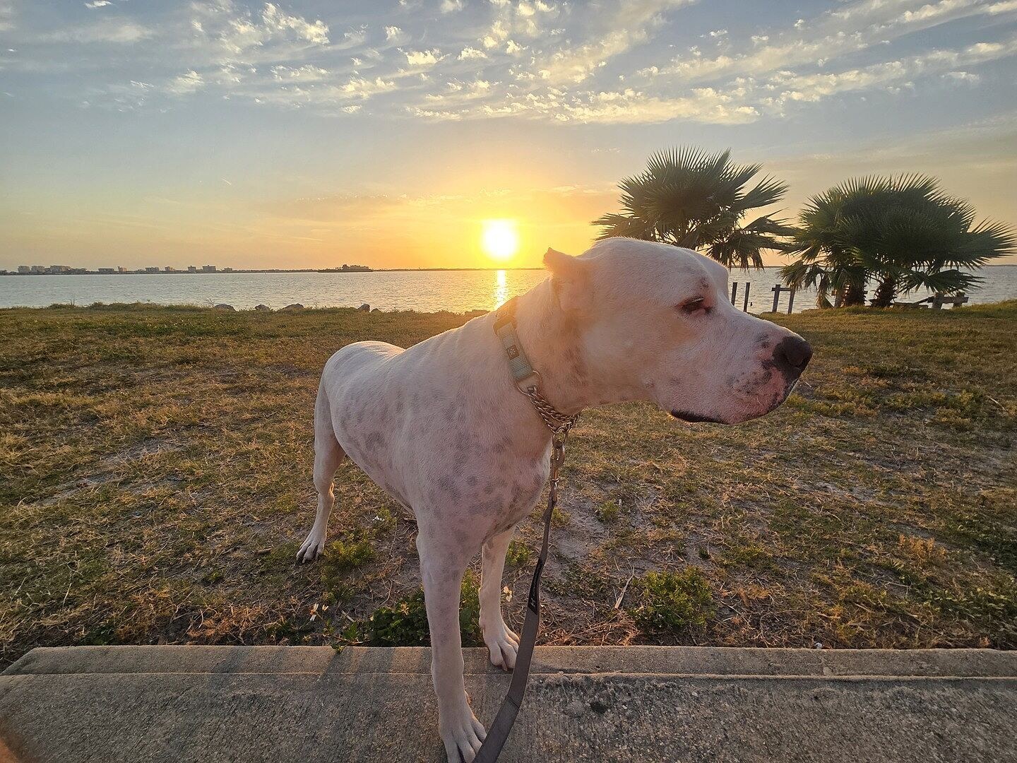 Jay H.'s white Dogo Argentino standing by the water at sunset, wearing a collar