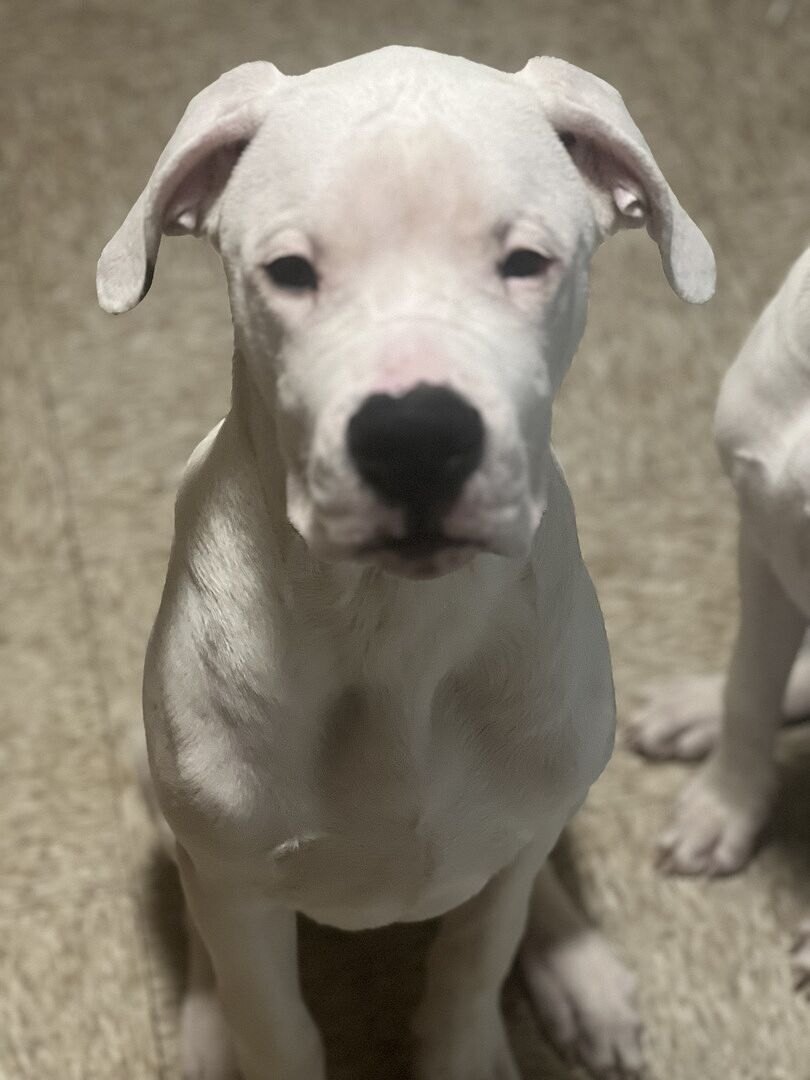 Oscar C.'s white Dogo Argentino looking at the camera