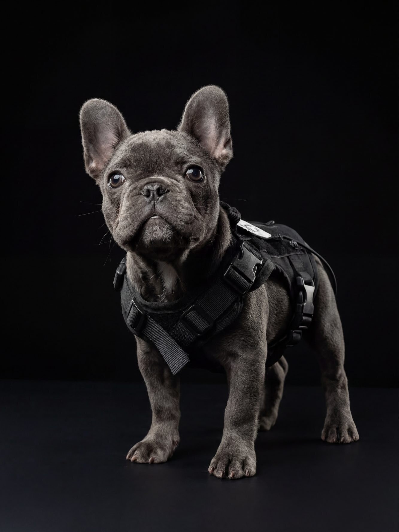 Blue French Bulldog in a black harness standing in a black studio