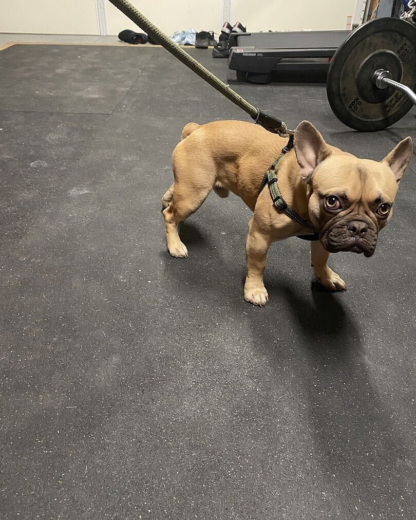 Conrad P.'s muscular fawn French Bulldog in a harness standing in a home gym