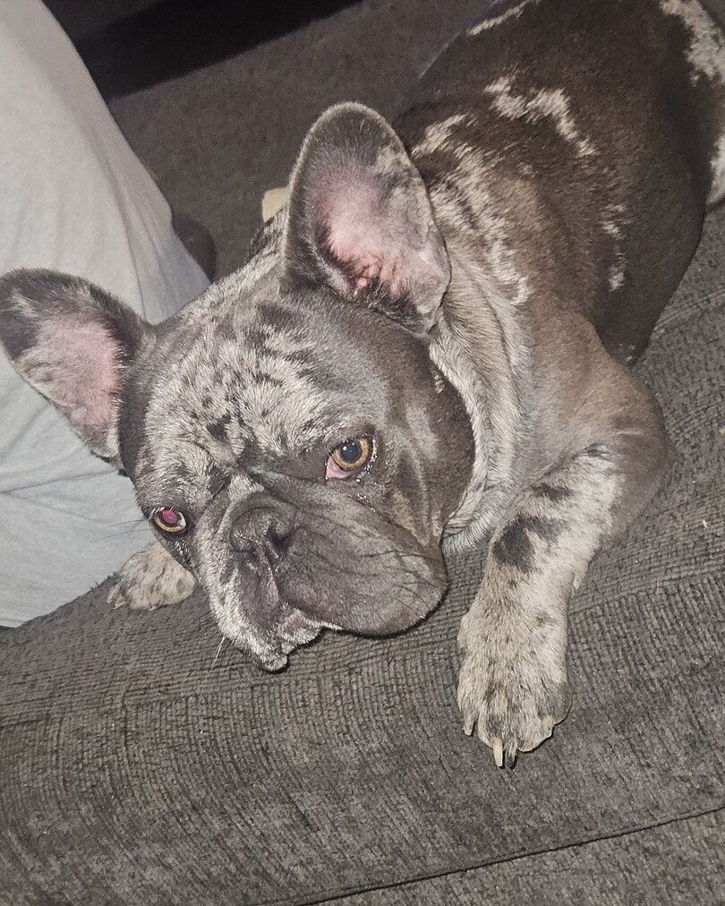 Cristy P.'s merle French Bulldog, Tubbie, lying on a gray rug
