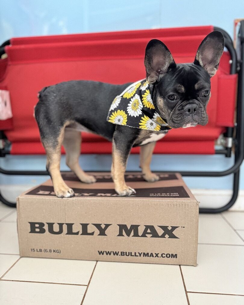 Daniel L.'s black and tan French Bulldog, Choco, standing on a Bully Max box