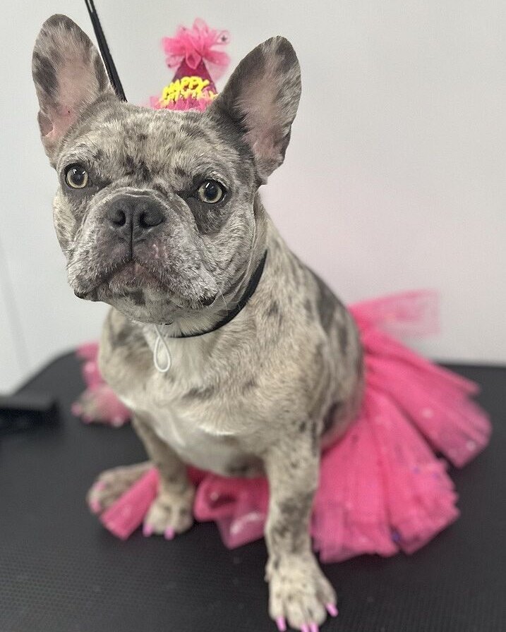 Hans V.'s merle French Bulldog in a pink tutu sitting at home