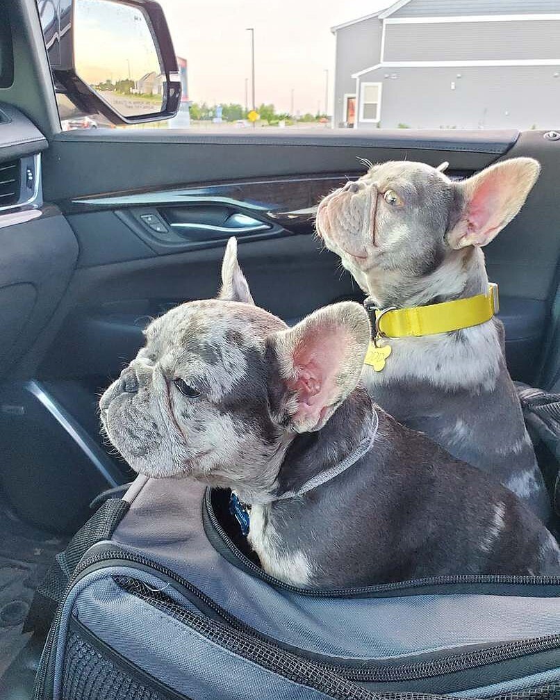 Harrison W.'s blue merle French Bulldog sitting in a car