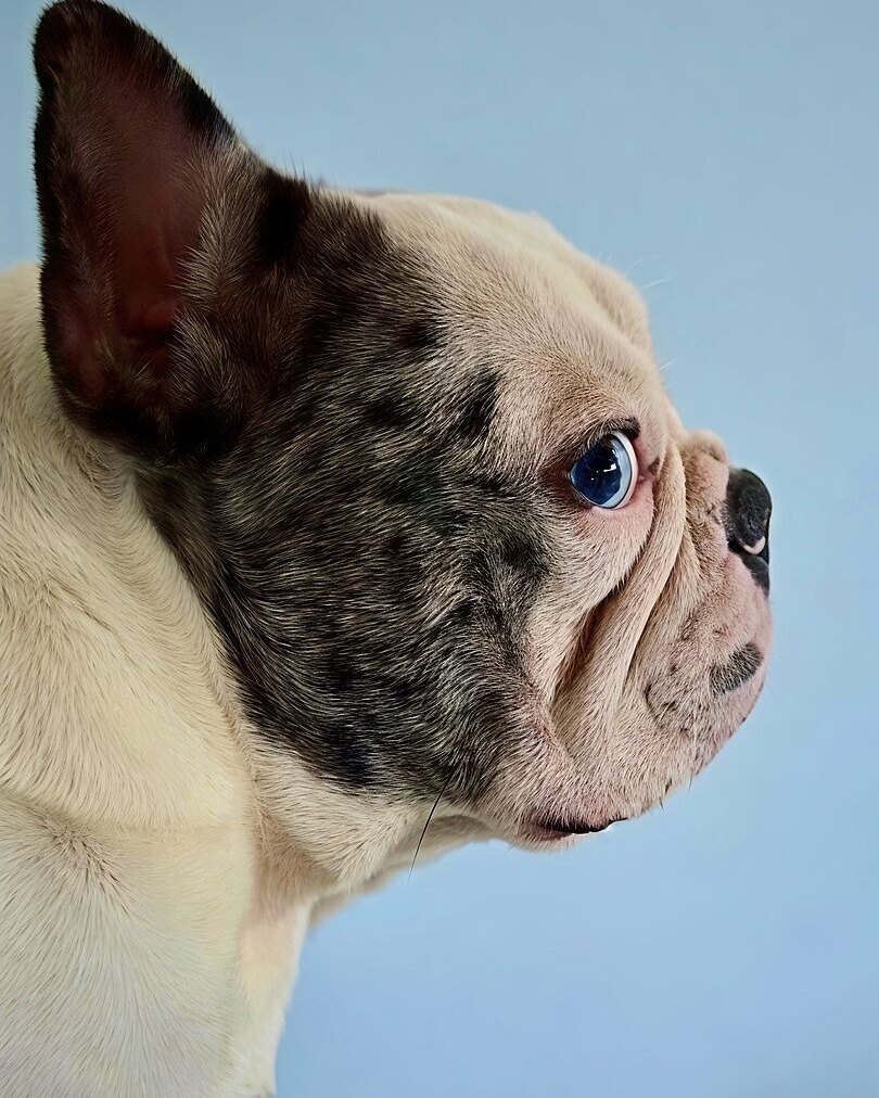 Joe B.'s cream and merle French Bulldog, Miko, in profile against a blue wall