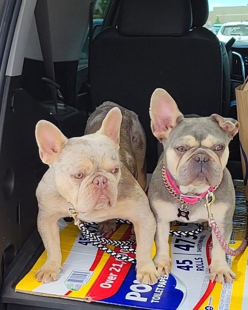 Jose V.'s two cream French Bulldogs sitting in the back of a car
