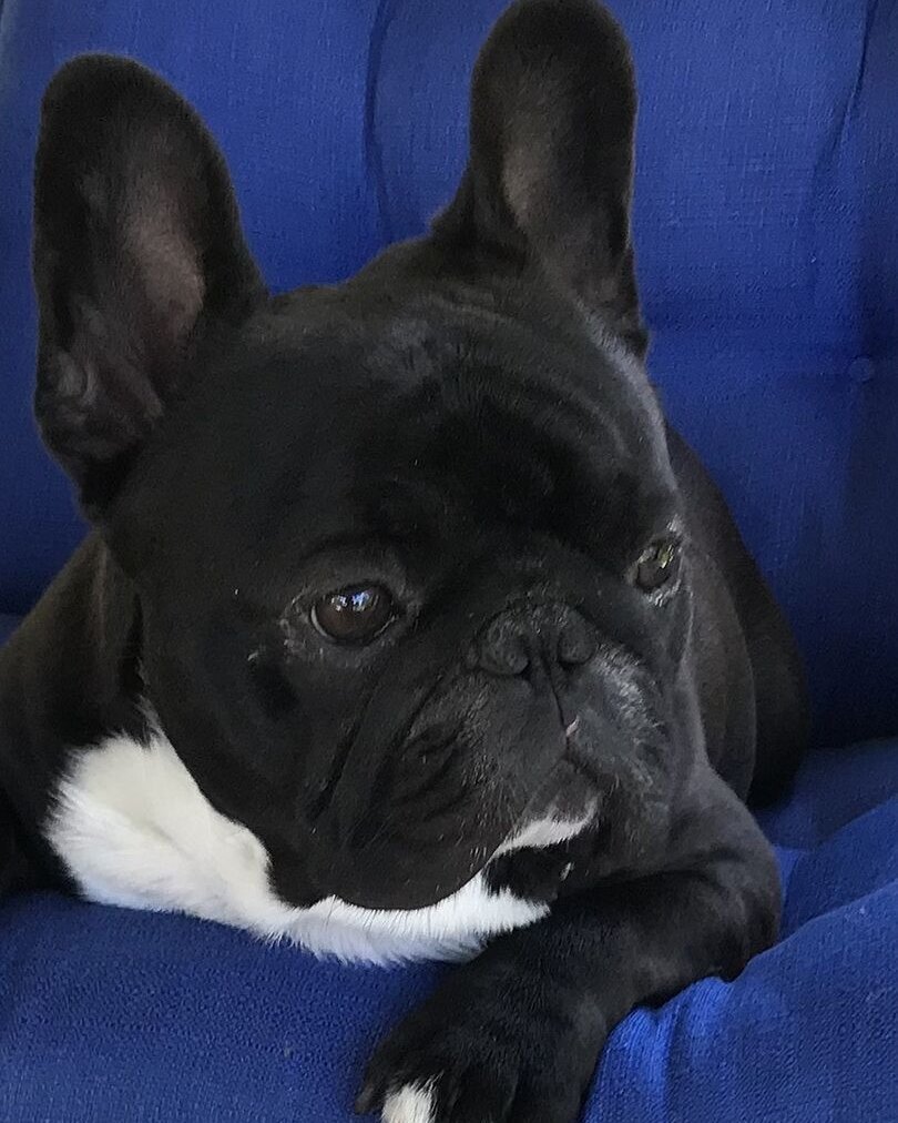 William B.'s black French Bulldog lying on a blue blanket