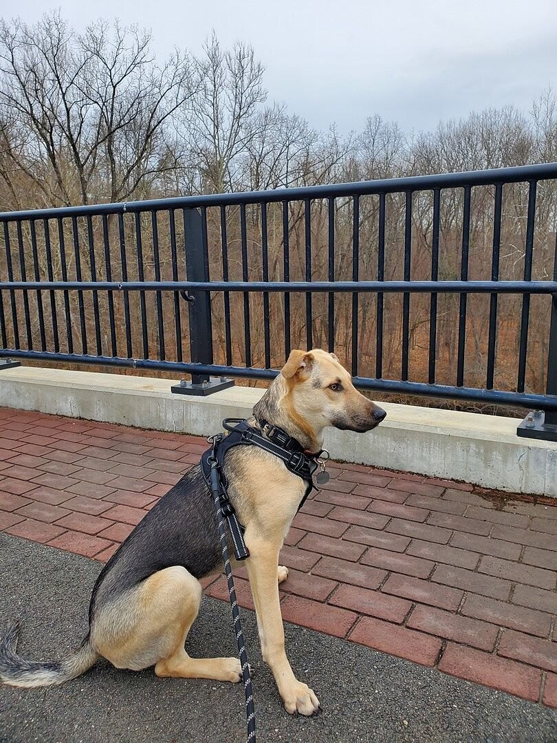 Dan G.'s German Shepherd mix sitting on a bridge