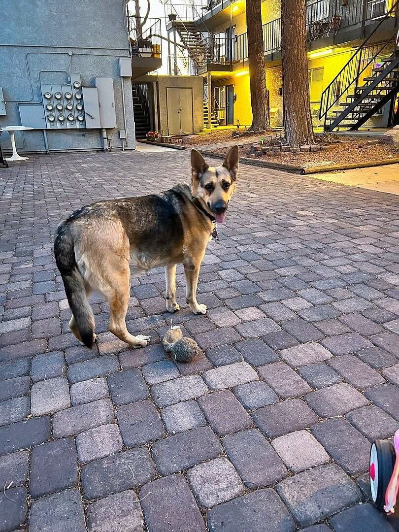 Jennifer B.'s German Shepherd standing on a brick patio