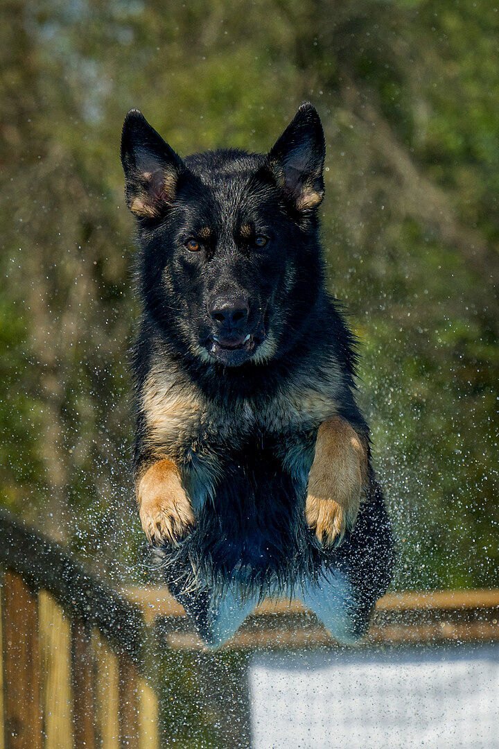 Lexi, Antoinette K.'s German Shepherd, mid-air over the water at a dock jumping event