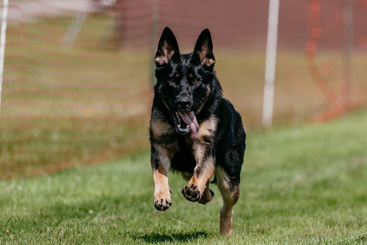 Lexi, Antoinette K.'s German Shepherd, running flat out across a grass field