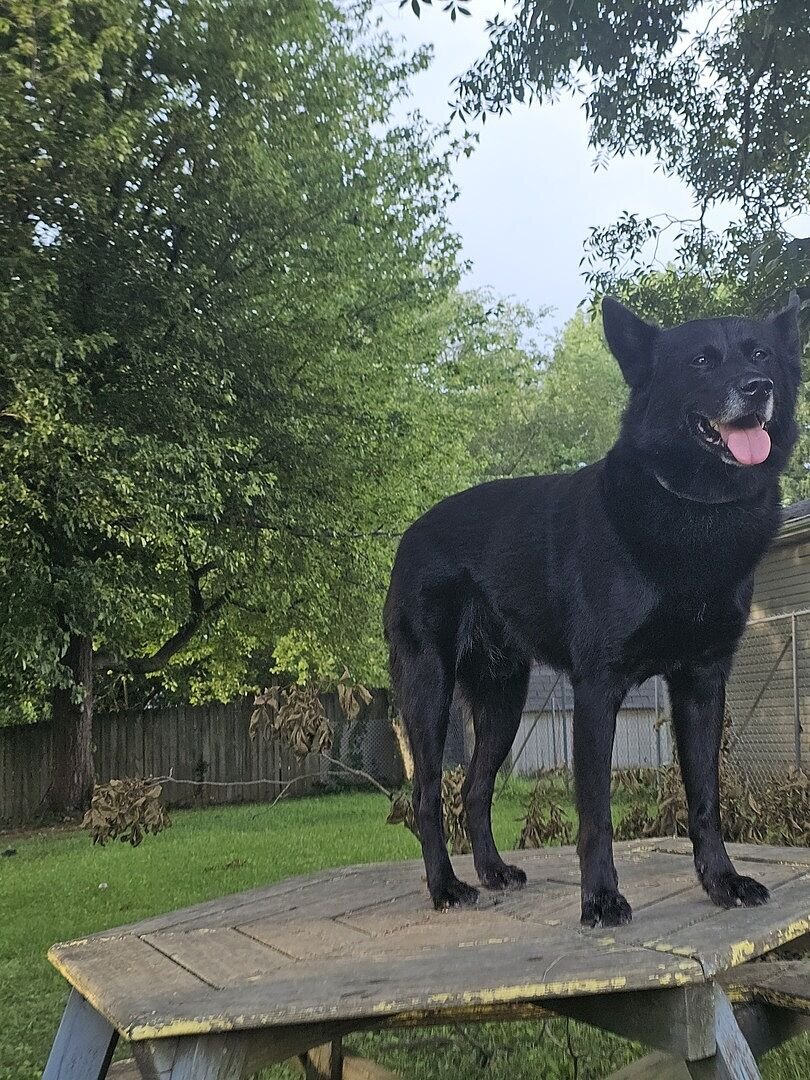 Robert B.'s black German Shepherd standing on a picnic table in the yard