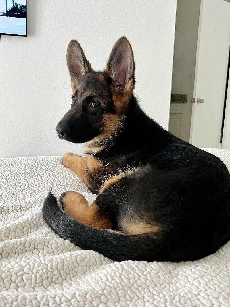 Romesh R.'s German Shepherd puppy lying on a bed with one ear up